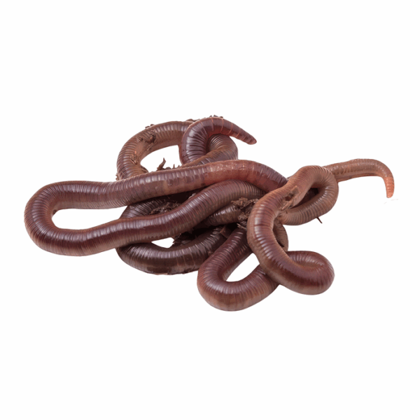 African Night Crawler Earthworms