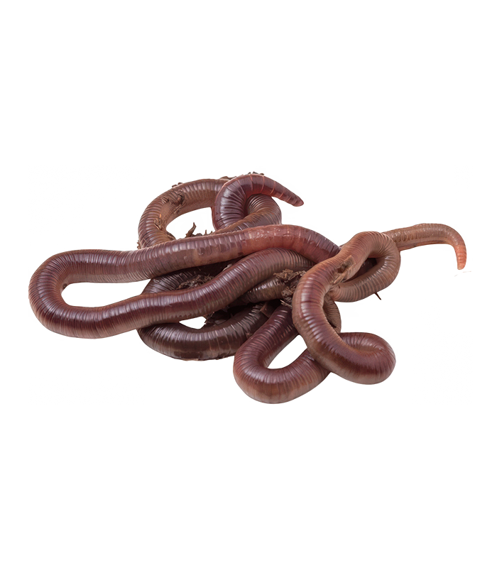 African Night Crawler Earthworms