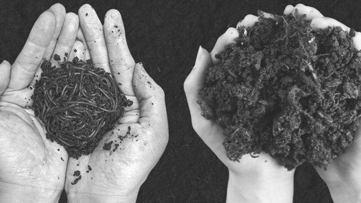 Worm Castings vs. Vermicompost