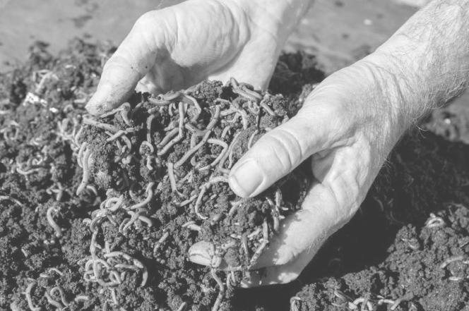 Red Wigglers in hand