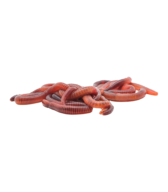 Red Wigglers